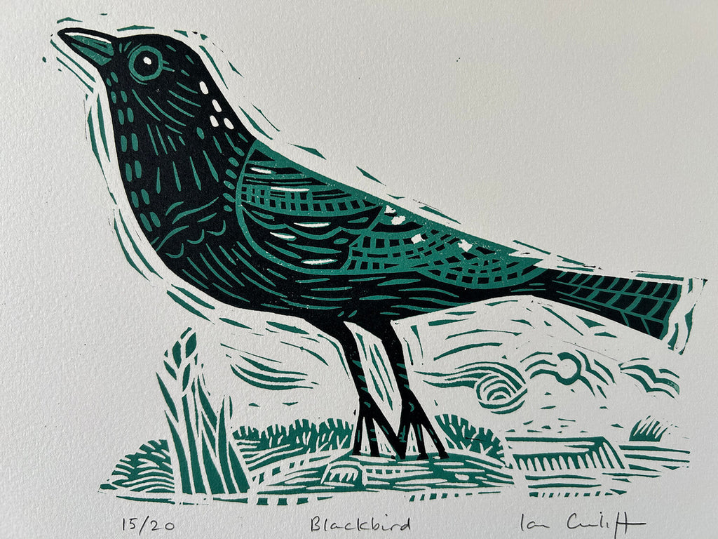 Blackbird illustration on a white background. Teal and black