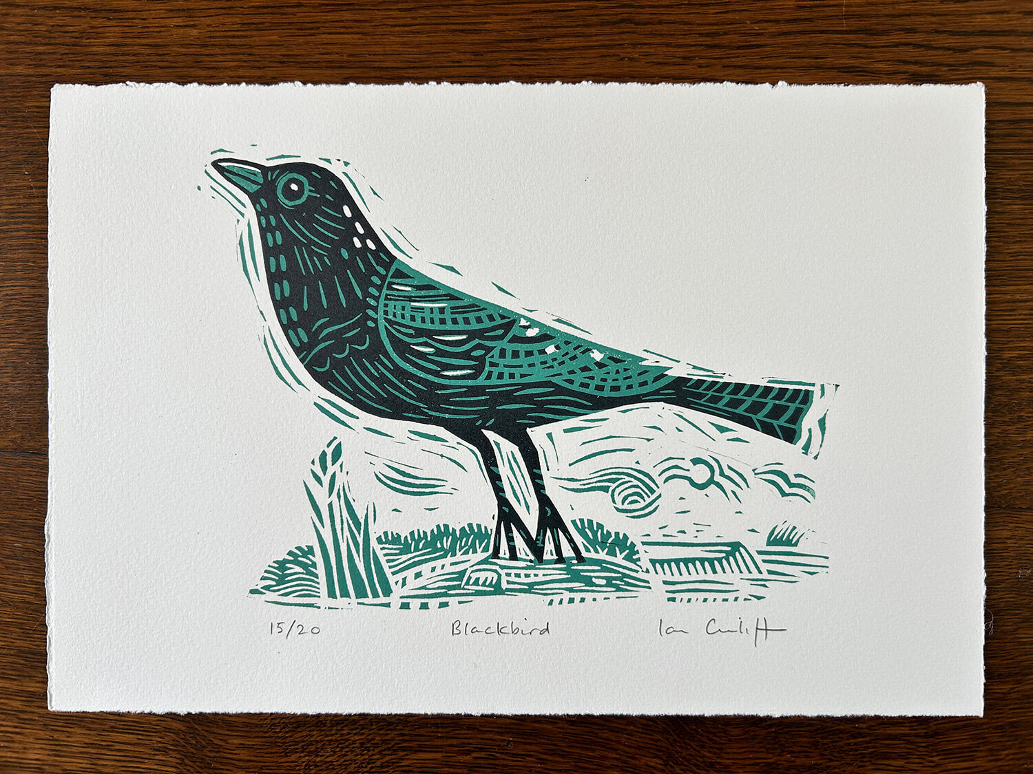 blackbird illustration on Somerset paper