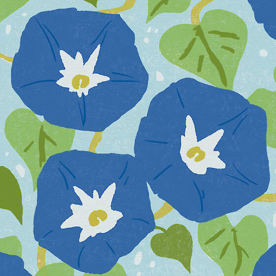 Morning Glories – Greeting Card